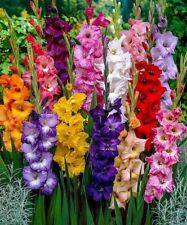 Gladiolen gladiole ruffled gebraucht kaufen  Soest