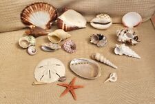 Sea shells collection for sale  SEAVIEW