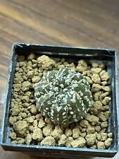 Astrophytum super kabuto usato  Valdastico