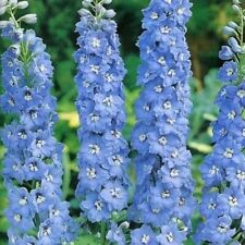 Delphinium magic fountain for sale  GAINSBOROUGH