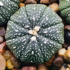 Astrophytum asterias hybrid for sale  CAERPHILLY