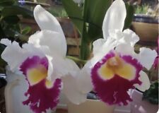 cattleya orchid for sale  SAFFRON WALDEN