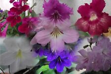 Streptocarpus plug plants for sale  MAIDENHEAD