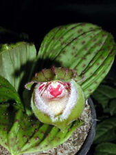 Cypripedium fargesii flowering for sale  Shipping to Ireland