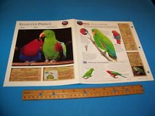 Eclectus parrot photo for sale  Saugatuck
