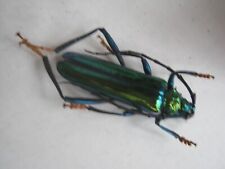 Cerambycidae bockkäfer glanzb gebraucht kaufen  Augsburg