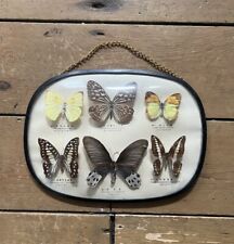 framed butterflies for sale  SITTINGBOURNE