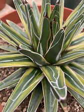 Varigated agave victoria for sale  Escondido