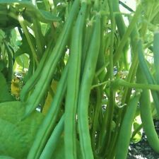 Harvester bean seeds for sale  Canada