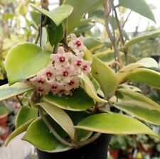 Hoya carnosa albomarginata for sale  SOUTHAMPTON