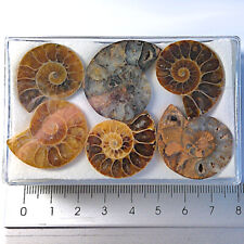 Ammonitenhälften poliert 2 gebraucht kaufen  Leipzig