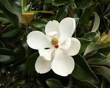 Used, Magnolia Grandiflora - Southern Magnolia Tree for sale  Yucaipa