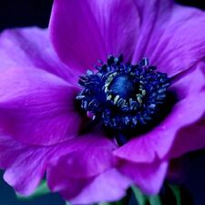 Purple anemone flower for sale  Omaha