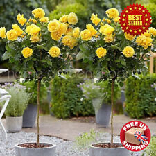 Standard yellow rose for sale  OXFORD