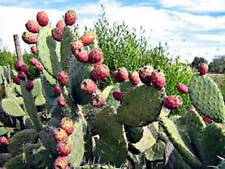 3 Graines de Figuier de Barbarie, Opuntia ficus-indica, used for sale  Shipping to South Africa