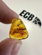Baltic amber mosquito for sale  HULL