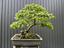 Rarität bonsai europäische gebraucht kaufen  , Ergolding