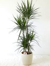 Palmenlager dracaena marginata gebraucht kaufen  Mühlheim