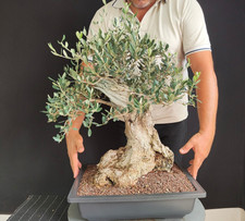 Pre bonsai olivastro usato  San Pancrazio Salentino
