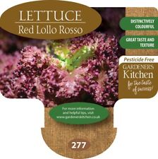 Lettuce plants red for sale  EVESHAM