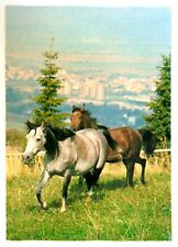 Pferde postkarte schmidecker gebraucht kaufen  Langen
