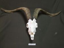 Goat skull trophy for sale  Shipping to Ireland