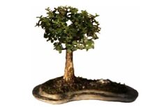Bonsai tree portlacaria for sale  Patchogue