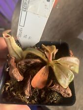 Nepenthes veitchii 4033 for sale  Concord