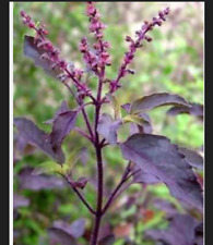 Purple krishna tulsi for sale  USA