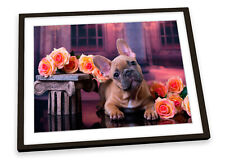 French bulldog puppy for sale  UK