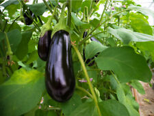 Aubergine seeds black for sale  DEREHAM