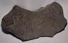 Schieferplatte ammonit fossil gebraucht kaufen  Waibstadt