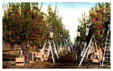 Postcard apple orchard for sale  Florissant