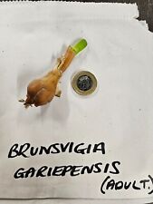 Massonia boophone brunsvigia for sale  STANMORE