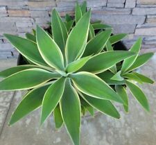 Agave foxtail variegated for sale  Rowland Heights
