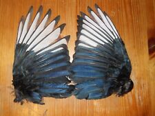Dried magpie wing for sale  Shipping to Ireland
