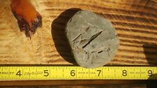 Prehistoric fossil stone for sale  Freeville