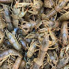 live crawfish for sale  Martinsville