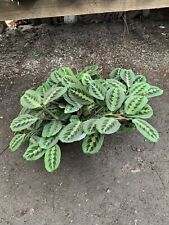 Red prayer plant for sale  Chatsworth