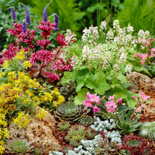 Mixed alpine plants for sale  UK
