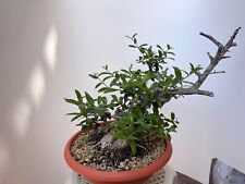 bonsai pre usato  Siracusa