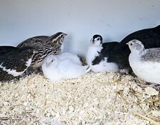 Quail hatching eggs for sale  ELLAND