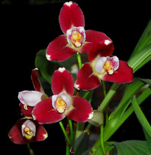 Pianta orchidea lycaste usato  Spedire a Italy