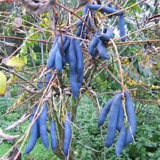 Blue sausage shrub for sale  Shipping to Ireland