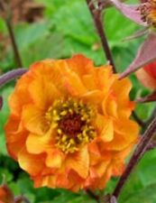 geum for sale  NEWRY