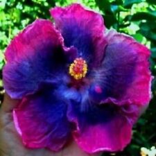 Pink blue hibiscus for sale  Ravensdale