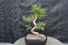 Flowering ligustrum bonsai for sale  Freeport