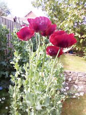 Poppy seeds papaver for sale  CHRISTCHURCH