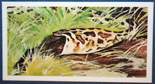 African rock python for sale  DERBY