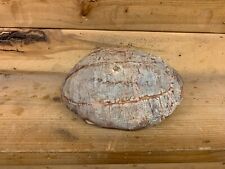 Real fossilized turtle for sale  Wrenshall